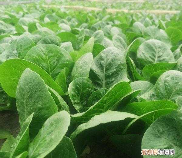 种的小青菜生虫了怎么办，青菜长虫不想喷农药怎么做