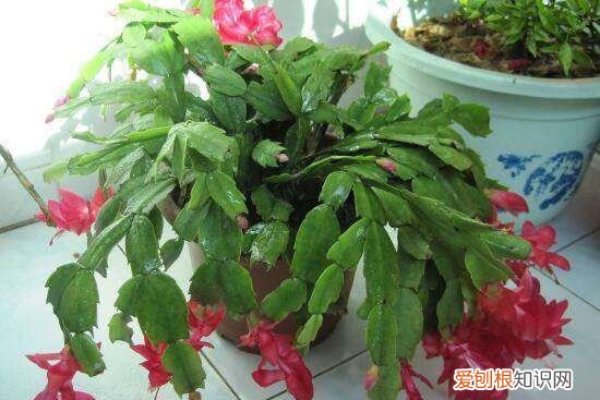 蟹爪兰的风水寓意和禁忌，蟹爪兰的摆放方位风水意义是什么