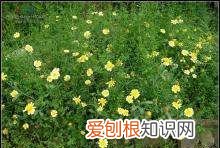 清炒筒篙菜的做法,清炒茼蒿——消食开胃清补