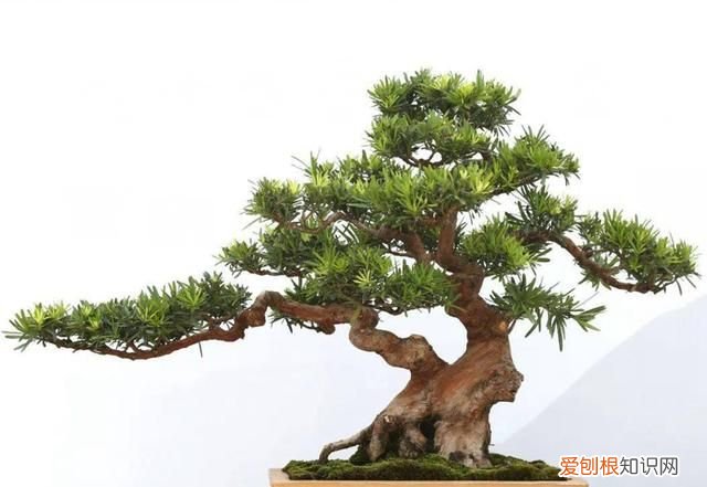 如松的寓意,挺拔如松的反义词