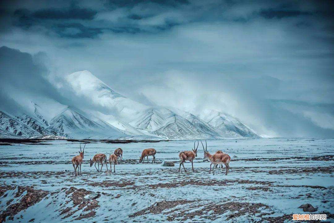 可可西里旅游