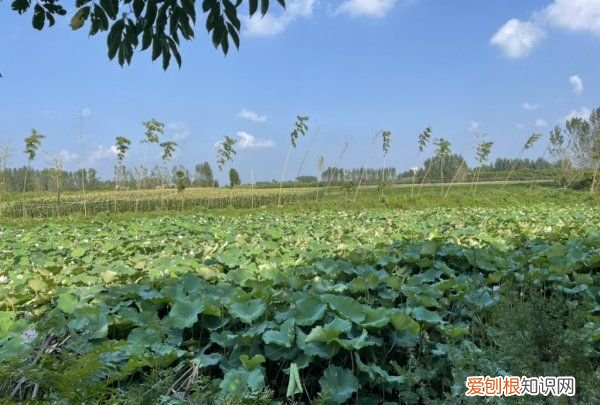 百度网盘怎么清理空间,电脑桌面百度网盘同步空间怎么删除