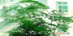 寄柔的寓意，百炼钢不如绕指柔什么意思