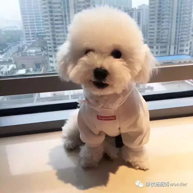 安妮婷婷