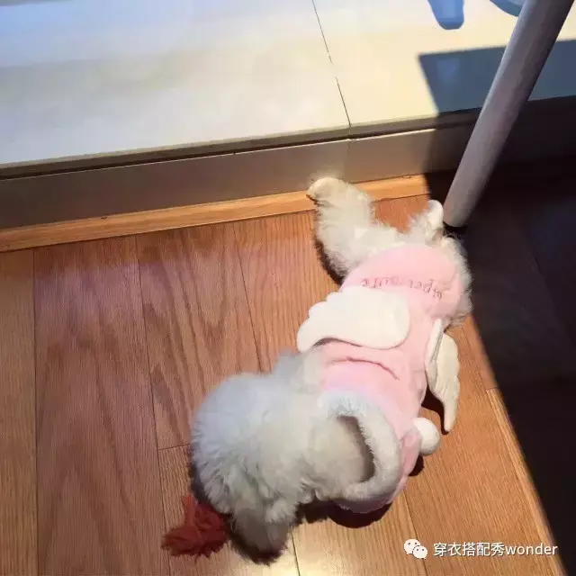 安妮婷婷