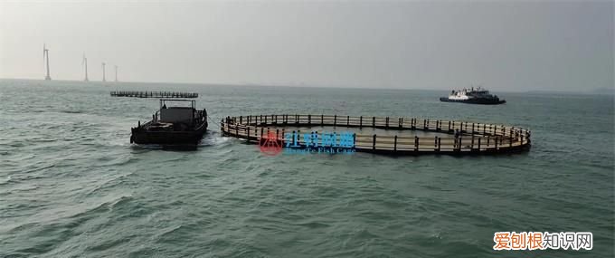 深海养殖网箱鱼网怎么清洗,中国深海养殖最大网箱有多大