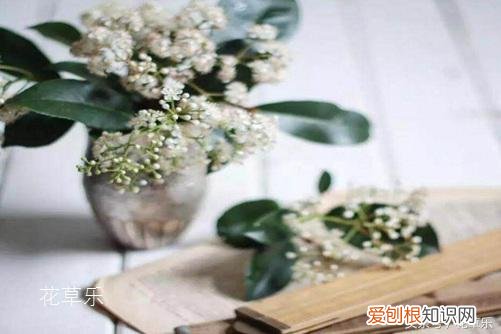石楠花茶是什么梗