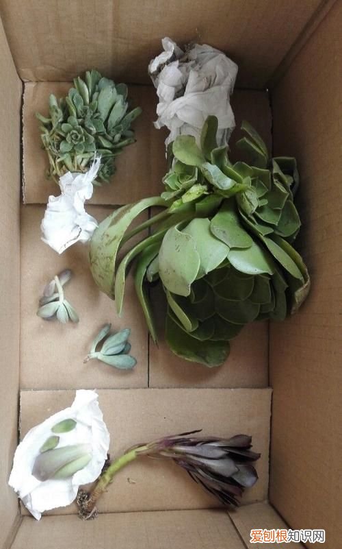 友卉的寓意，卉林的意思