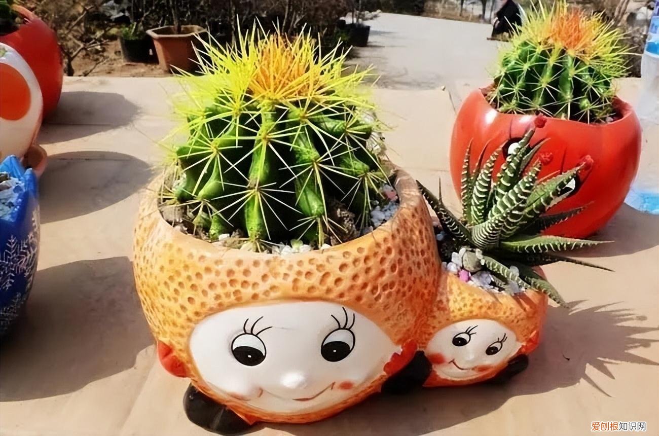 家庭养花什么花最好养