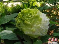 公园回应绿牡丹被摘揭阳邮政的联行号