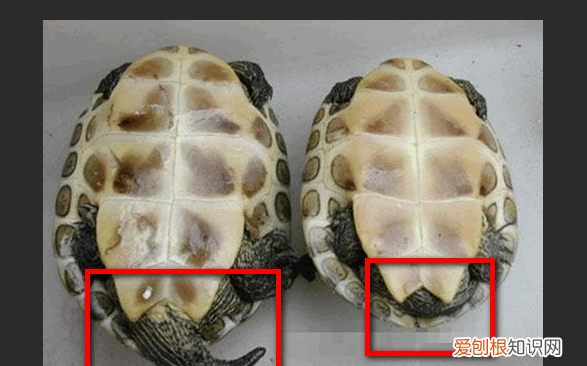 珍珠龟怎么分辨公母,珍珠龟如何分辨公母,公母能养在一起吗