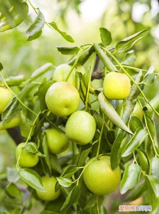 碱地适合种什么植物，海边盐碱地适合种什么植物