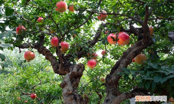 碱地适合种什么植物，海边盐碱地适合种什么植物