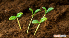 泥土是什么味道，泥土和麝香的味道接近什么味道