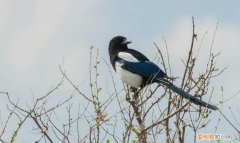 喜鹊是什么颜色的，喜鹊嘴巴什么颜色