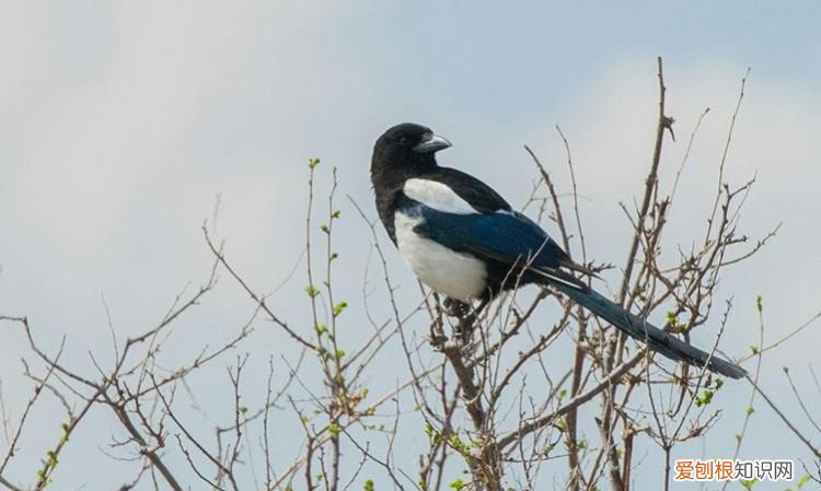 喜鹊是什么颜色的,喜鹊嘴巴什么颜色