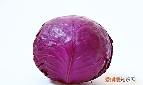 紫甘蓝是什么,紫甘蓝上面有白点是什么