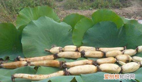 藕是什么季节收获，莲藕的成熟期是几个月