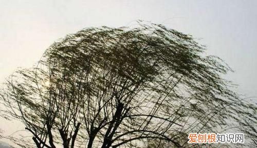 对风的雅称，风的雅称一个字