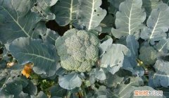 西兰花的英文是什么，西兰花是网络用语啥意思