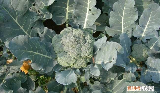 西兰花的英文是什么，西兰花是网络用语啥意思