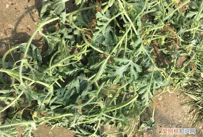 西瓜是什么茎,西瓜树到底是什么树