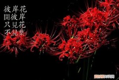 修罗花到底是什么