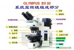 光学显微镜是什么东西，光学显微镜和高倍镜看到的东西