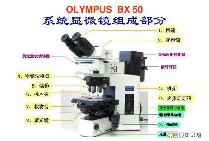光学显微镜是什么东西，光学显微镜和高倍镜看到的东西
