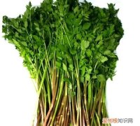 野生水芹菜能吃吗