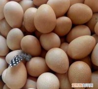 珍珠鸡蛋和普通鸡蛋的区别