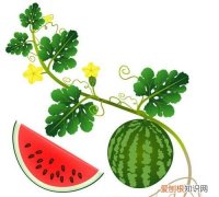 西瓜是植物，西瓜是植物类吗