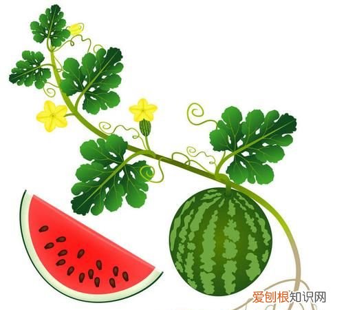 西瓜是植物,西瓜是植物类吗