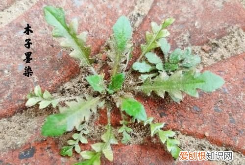 荠菜苦怎么回事,地皮菜发苦是怎么回事