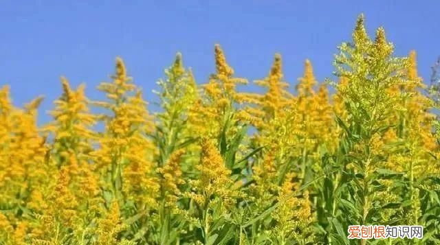 什么是黄花磷酸，黄花菜和黄花磷酸区别