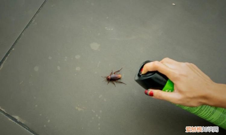 吸尘器吸蟑螂后会跑出来吗