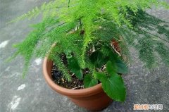 养了40年的文竹什么样，文竹为什么只拖秧不长叶