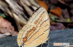 蝴蝶的触角有什么用