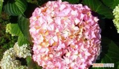 绣球花用多大的盆好，中华木绣球小树苗可以种大盆吗