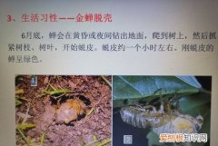 蝉的生活习性有哪些