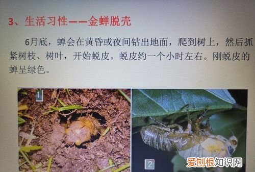 蝉的生活习性有哪些