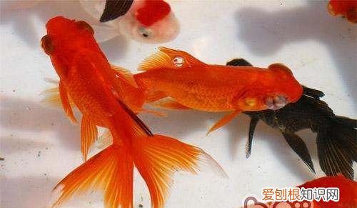 金鱼产子怎么办,家里的金鱼要生宝宝了怎么办呢