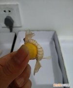 蚕宝宝孵化出来多久才吃东西