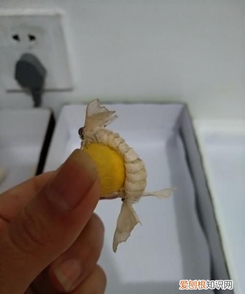 蚕宝宝孵化出来多久才吃东西