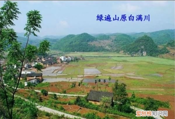 绿遍山原白满川的下一句是什么