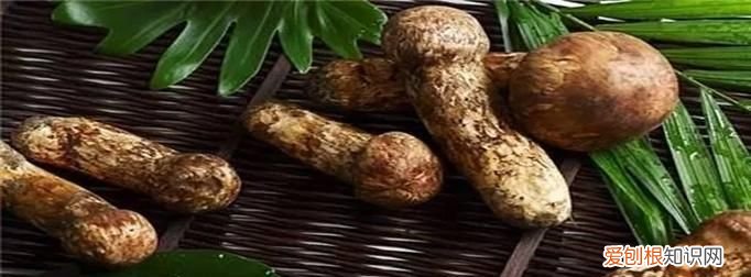 松茸保存的方法，野生松茸怎么保存方法