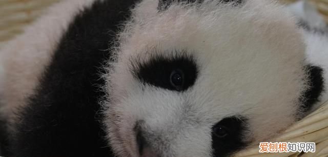 大熊猫的新亚种在哪里,大熊猫指名亚种有哪些