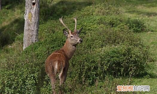 鹿是国家保护动物,鹿是国家保护动物吗