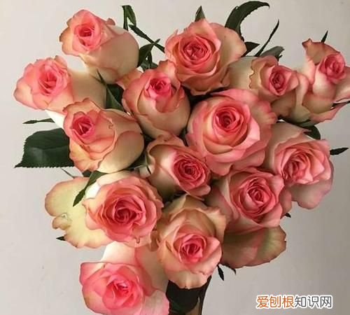 爱莎玫瑰适合送哪些人,爱莎玫瑰和洛神玫瑰哪个更香