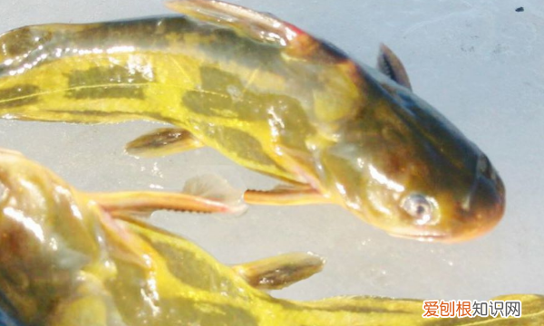 塘鲺鱼汤大全,塘角鱼如何分公母